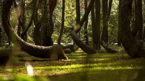 Bosque Torcido