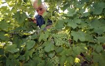 Los frutos destacan en las cepas centenarias de raposo que tiene el boirense Saborido. 