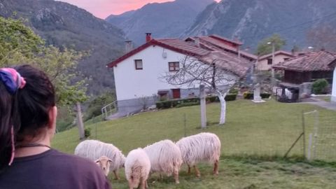 Esther, la hija de 13 aos de Mara Razola, en el terreno de su casa en el barrio de la Mollera, en Pen (Amieva)