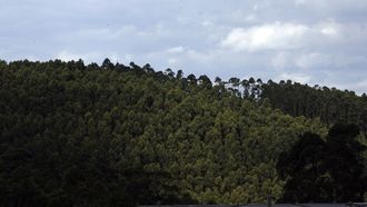 Monte de eucalipto en Xove