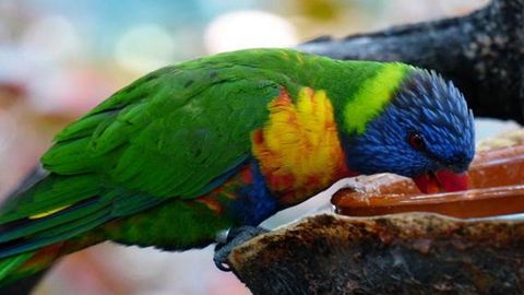 Los loros, las cacatúas, los gorriones y los canarios están entre las aves más vendidas en internet