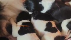 Un perro de raza Terranova nace en O Vicedo con el dibujo de un coraz�n en el costado