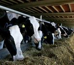 El alza puede alcanzar los cuatro c�ntimos en este trimestre.