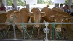 La rubia galega volver� a reinar en la feria de Adai