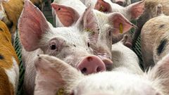 El precio del porcino ha cado en 21,4 cntimos el kilo desde que apareci la peste porcina africana en Catalua