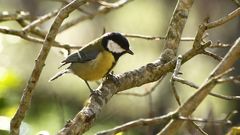 Aves que se pueden observar en el �rea urbana de Monforte durante el confinamiento