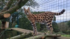 El Zoo El Bosque recibe un ejemplar hembra de serval, nativa de �frica