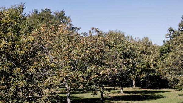El casta�o es una especie muy presente en muchas zonas de Galicia (en la imagen, una plantaci�n en Monterroso)