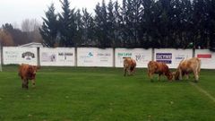 Las vacas se colaron al campo por un lateral que tiene el muro de cierre derribado