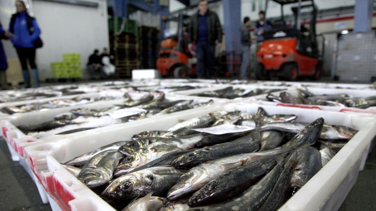 La crisis por la pesca del chicharro