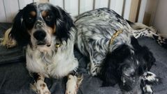 Perros acogidos por la asociaci�n �Acaricia con el alma�