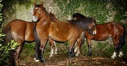 Las tres yeguas y el caballo permanecen retenidos en un corral en la aldea de Casalpaio.
