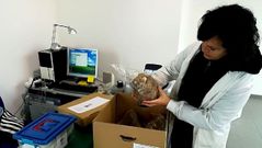 Una restauradora del Museo Provincial de Lugo con los restos humanos que acaban de ser entregados a esta instituci�n