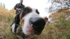 Cazadores del coto de Bagude, Portomar�n, buscan con perros el rastro del jabal� en una imagen de archivo