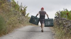 La venta de uva repunta tras la ca�da del 2025, vendimia a la que corresponde la foto
