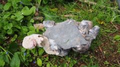 Los cachorros muertos aparecieron en un estado de semicongelacin.