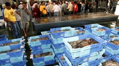 La segunda parada fijada por Marruecos a los cefalopoderos va del 15 de agosto al 15 de octubre. 