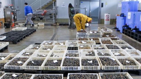 Venta de almeja en la rula de Ferrol, en el muelle de Curuxeiras