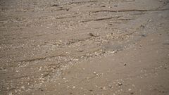 El estado del fondo marino de los bancos marsqueros de A Illa