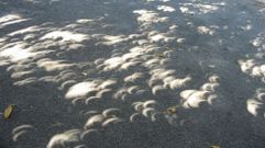 Imagen de las sombras que proyectan unos �rboles durante un eclipse