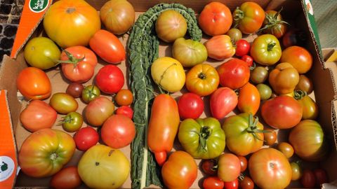 Un variado de tomates es lo que m�s piden los clientes de Chema