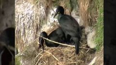 Los cormoranes de Ons hacen sus nidos