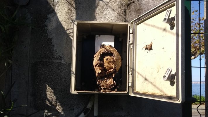 Un nido de velutina formado dentro de la caseta de un contador (imagen cedida por la Conseller�a de Presidencia)