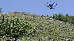 Un dron sobrevuela un viedo en bancales de la ribera del Mio en Chantada