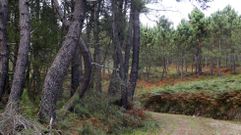 Monte gallego, en imagen de archivo 