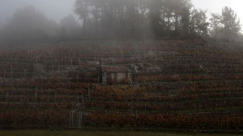 Una via entre la niebla en la explanada de la bodega Amedo, en San Fiz (Chantada)