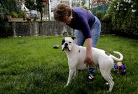 <span lang= es-es >El boxer �Jaleo�, �ltima v�ctima</span>. Mar�a Magdalena muestra el costado de su perro, al que aplicaron varias grapas para tratar las heridas causadas por las mordeduras. 