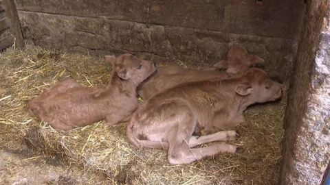 Una vaca pare tres xatos en Caso