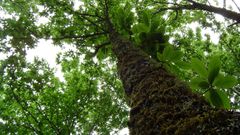 Una investigaci�n confirma el car�cter aut�ctono del casta�o