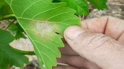 Mancha en una hoja que delata la presencia de mildiu en un vi�edo