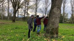 Los expertos contratados por el Concello de Xinzo, revisando los �rboles de la localidad