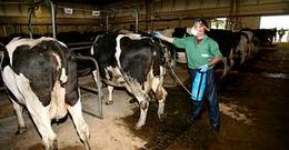La Lonxa mantiene medidas preventivas en el movimiento de animales en relaci�n a la lengua azul