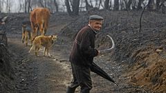 Im�genes de la Galicia abrasada por los incendios. Carballeda de Avia