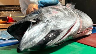 Un at�n rojo en un restaurante gallego (foto de archivo).
