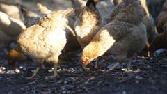 Imagen de archivo de unas gallinas