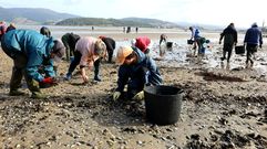 Mariscadoras de Louriz�n retirando este martes mejill�n del banco marisquero de Os Praceres, en Pontevedra