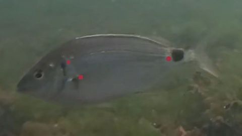 El avistamiento m�s septentrional de Diplodus bellottii en Galicia ha sido confirmado mediante v�deos submarinos. Cybium.