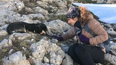 El parto de una perra en una monta�a de Os Ancares