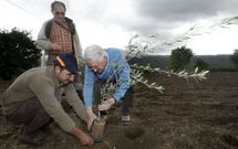 Don Paulino observa c�mo el alcalde se afana en la plantaci�n de su segundo olivo. 