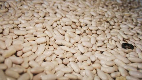 Fabas listas para su venta al p�blico