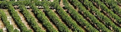 Vi�edos en O Ribeiro, la comarca en la que 80 lectores de La Voz disfrutar�n de una experiencia enotur�stica.