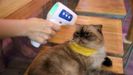 Control de la temperatura a un gato en el caf� Caturday Cat de Bangkok