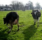 Vacas frisonas de leche en una explotaci�n de Cospeito.