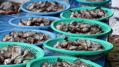 Pescado en la pescader�a