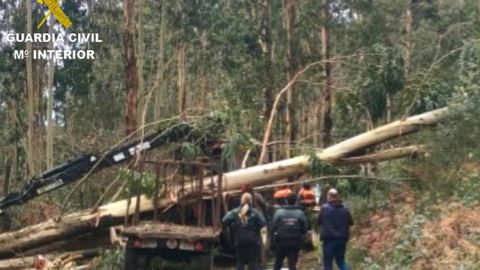 El �rbol se precipit� sobre el hombre a pesar de que se estaba valiendo de la gr�a que se ve en la imagen para dirigir su trayectoria