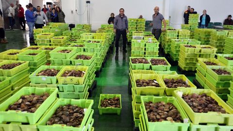 La lonja se llen� a rebosar de volandeira esta temporada.